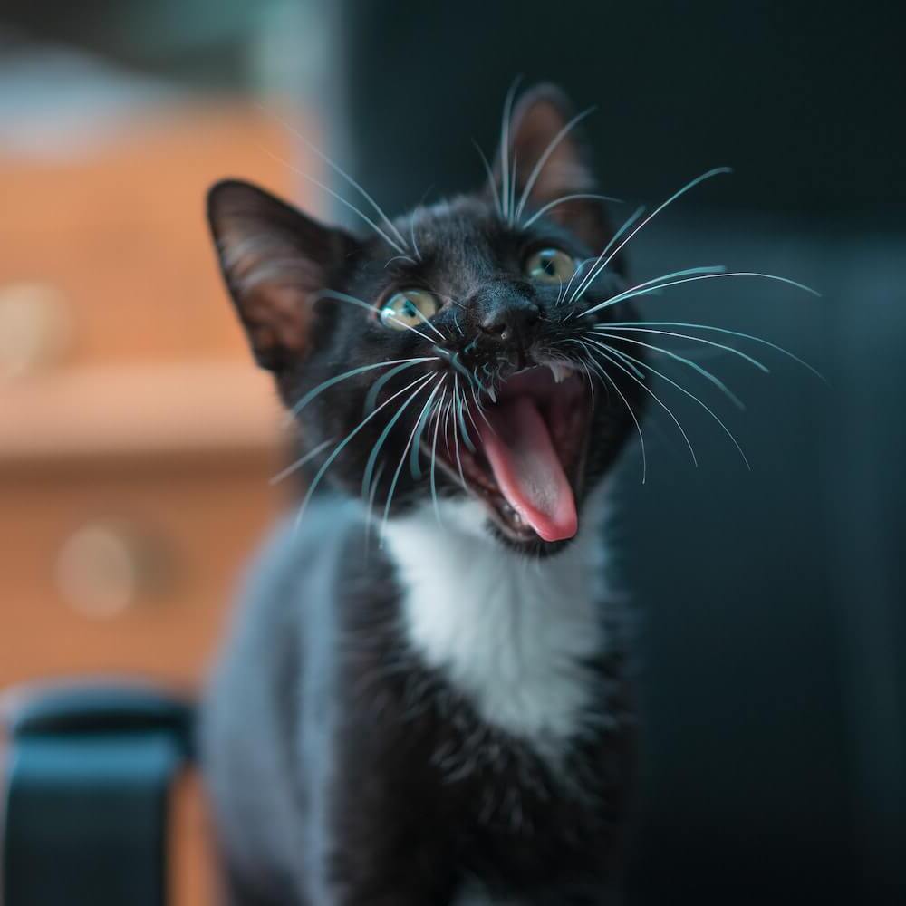 image-overlay-slide-1