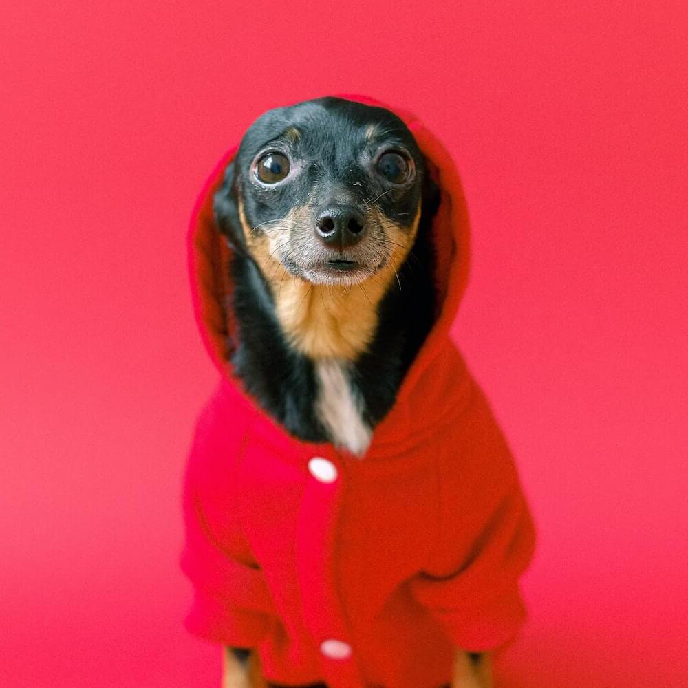 مشاوره آنلاین دامپزشکی - تصویر 2